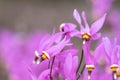 Eastern shooting star Dodecatheon meadia close-up of purple flowers